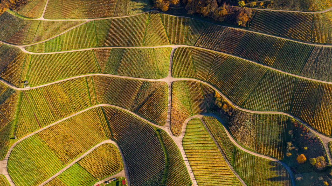 Vista aerea di vigneti in autunno, Varnhalt, Foresta Nera, Germania