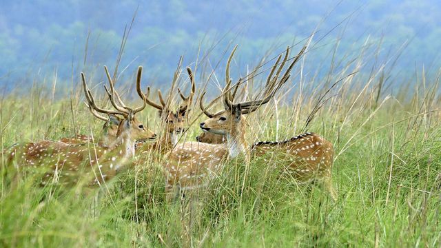 Five adult deer in the grasslands at Jim Corbett National Park, Uttarakhand