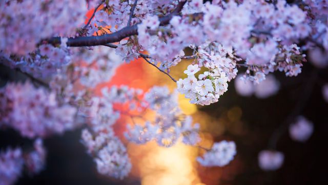 目黒川沿いの桜, 東京