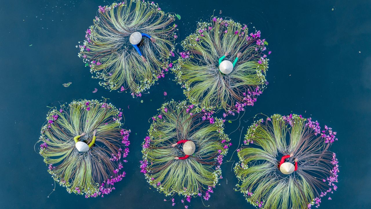 Women in conical hats arranging water lily bundles, Vietnam