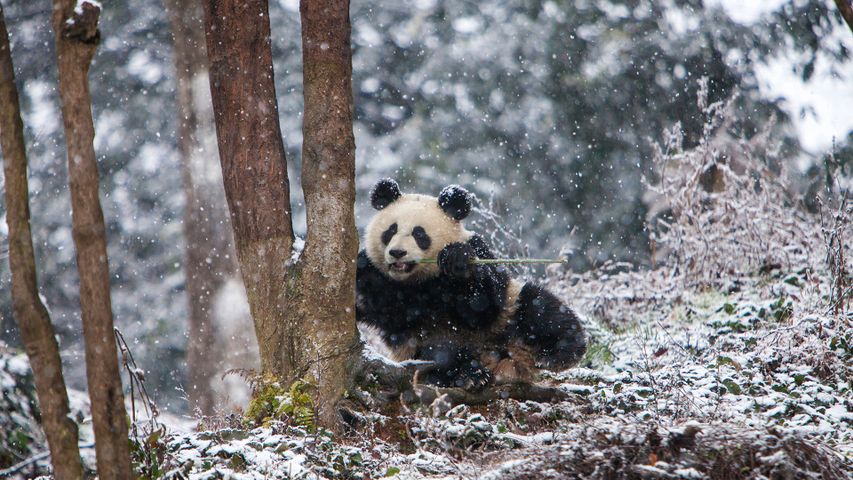 Panda gigante na Base Panda de Chengdu, na China