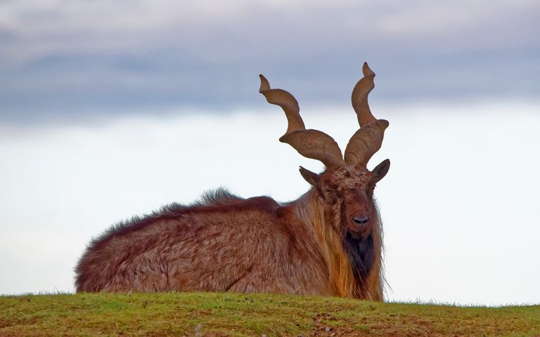Antlers and Horns Theme for Windows 10