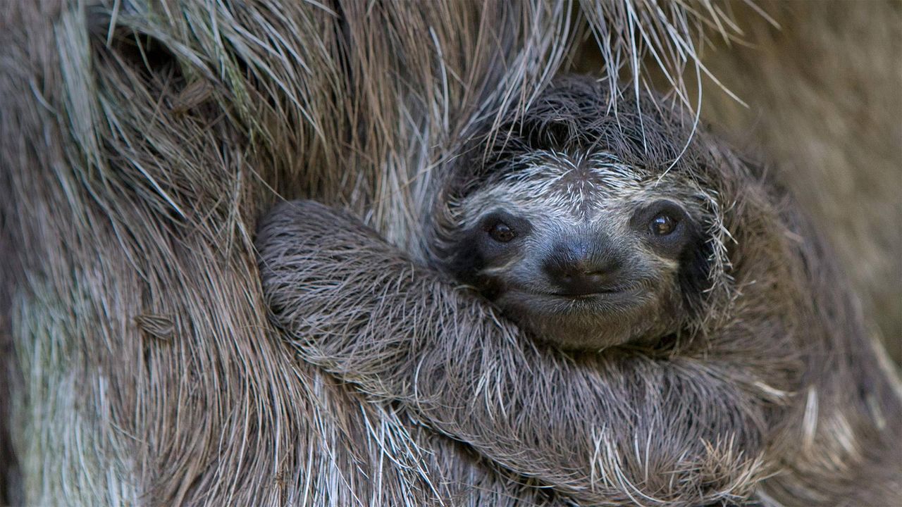Newborn brown-throated sloth with mother, Sloth Sanctuary of Costa Rica