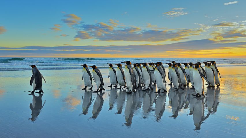 Pinguins-rei nas Ilhas Malvinas