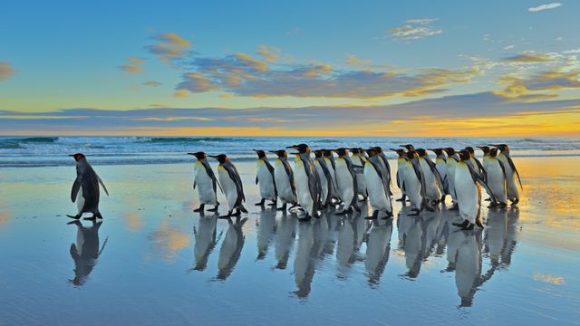 King penguins in the Falkland Islands
