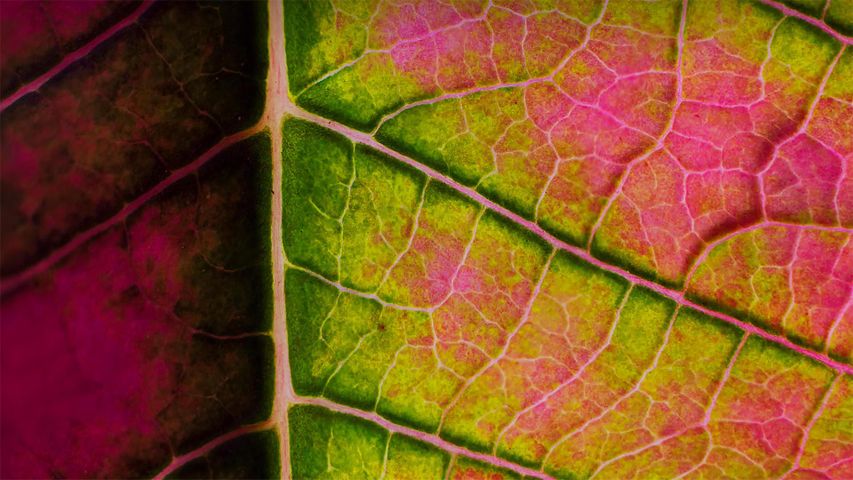 Poinsettia leaf close-up