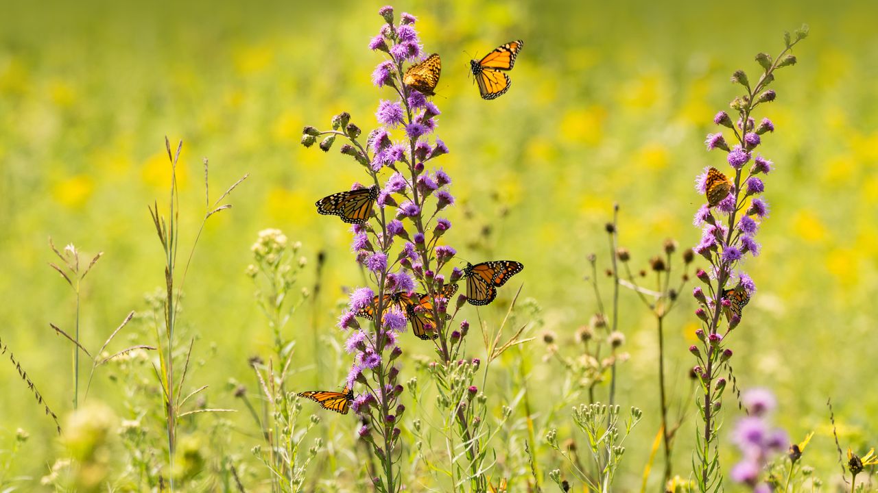 Monarch butterflies feeding from wildflowers