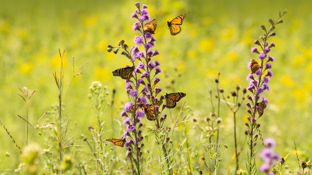 Monarch butterflies feeding from wildflowers
