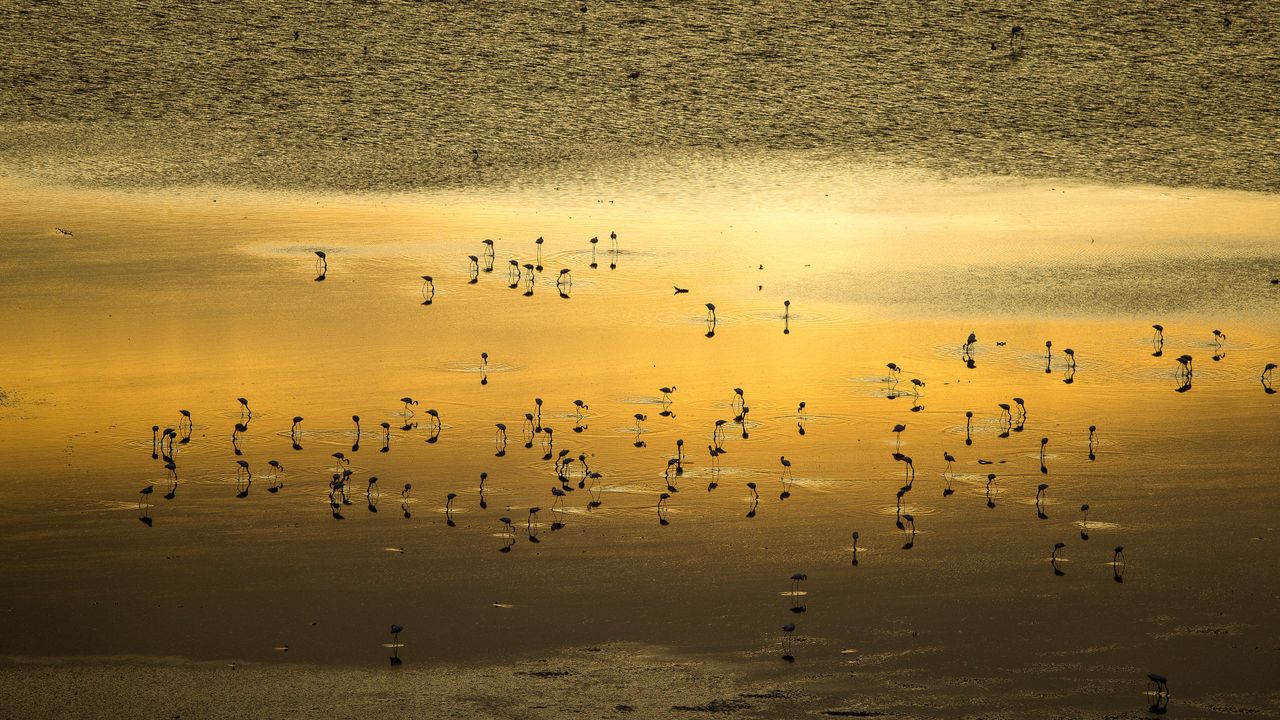 Lesser flamingo flock at sunrise, Lake Magadi, Kenya