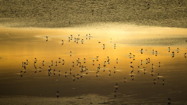 Lesser flamingo flock at sunrise, Lake Magadi, Kenya