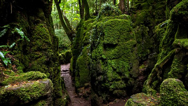 Moss-covered rocks in Puzzlewood, Forest of Dean, Gloucestershire, England