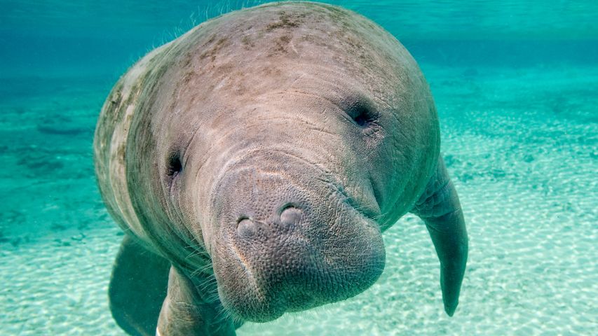 A sea cow's close-up