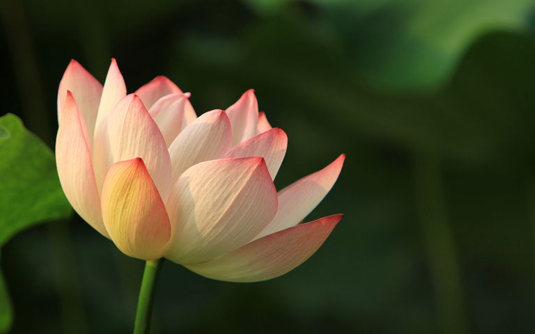 The Year of the Pig Windows 10 Theme for Chinese New Year | Free