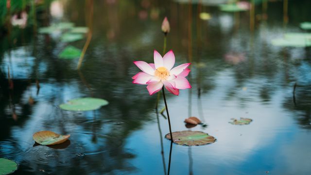 「蓮の花」ベトナム