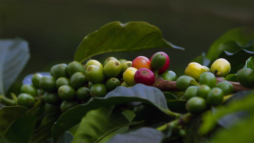 Frutos de café en Quindío, Colombia