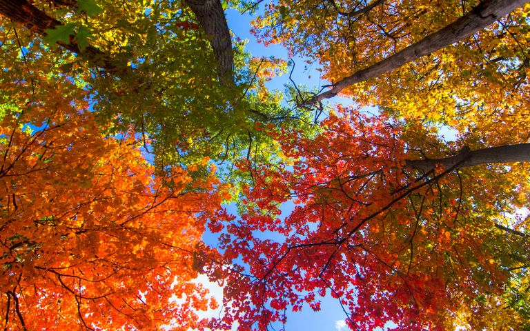Autumn Colors Windows 10 Theme | Free Wallpaper Themes