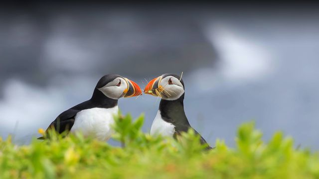 Two Atlantic puffins, Elliston, Newfoundland, Canada