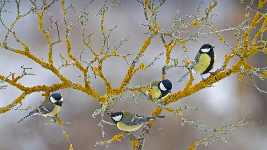 Great tits on a branch during winter