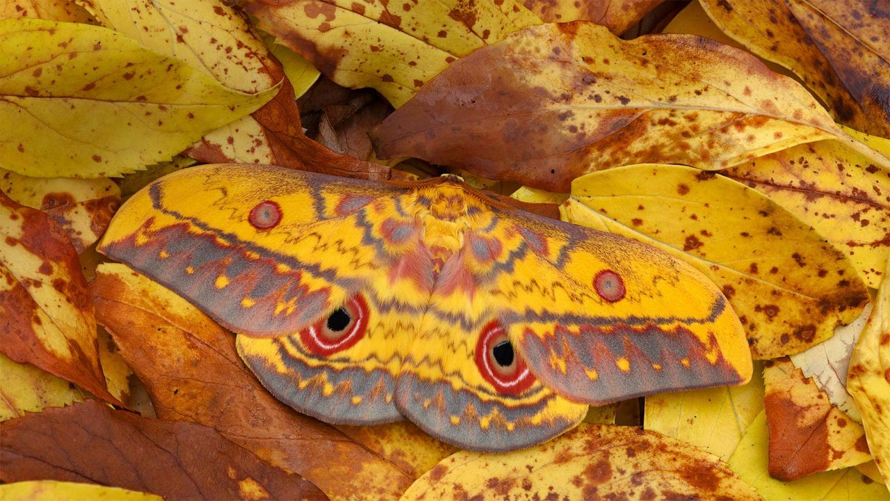 A saturniid moth in Mole National Park in Larabanga, Ghana