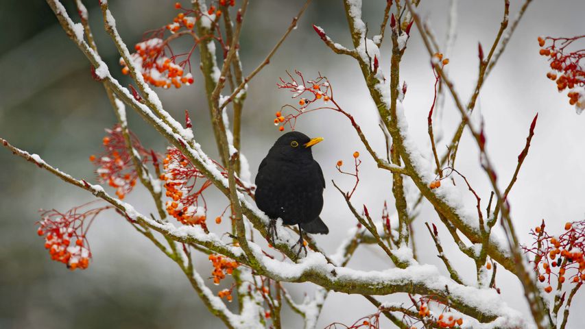 雪の枝に留まるクロウタドリ, イギリス エセックス