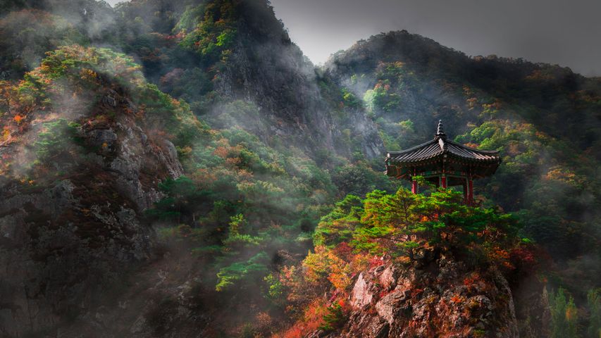 Foggy fall