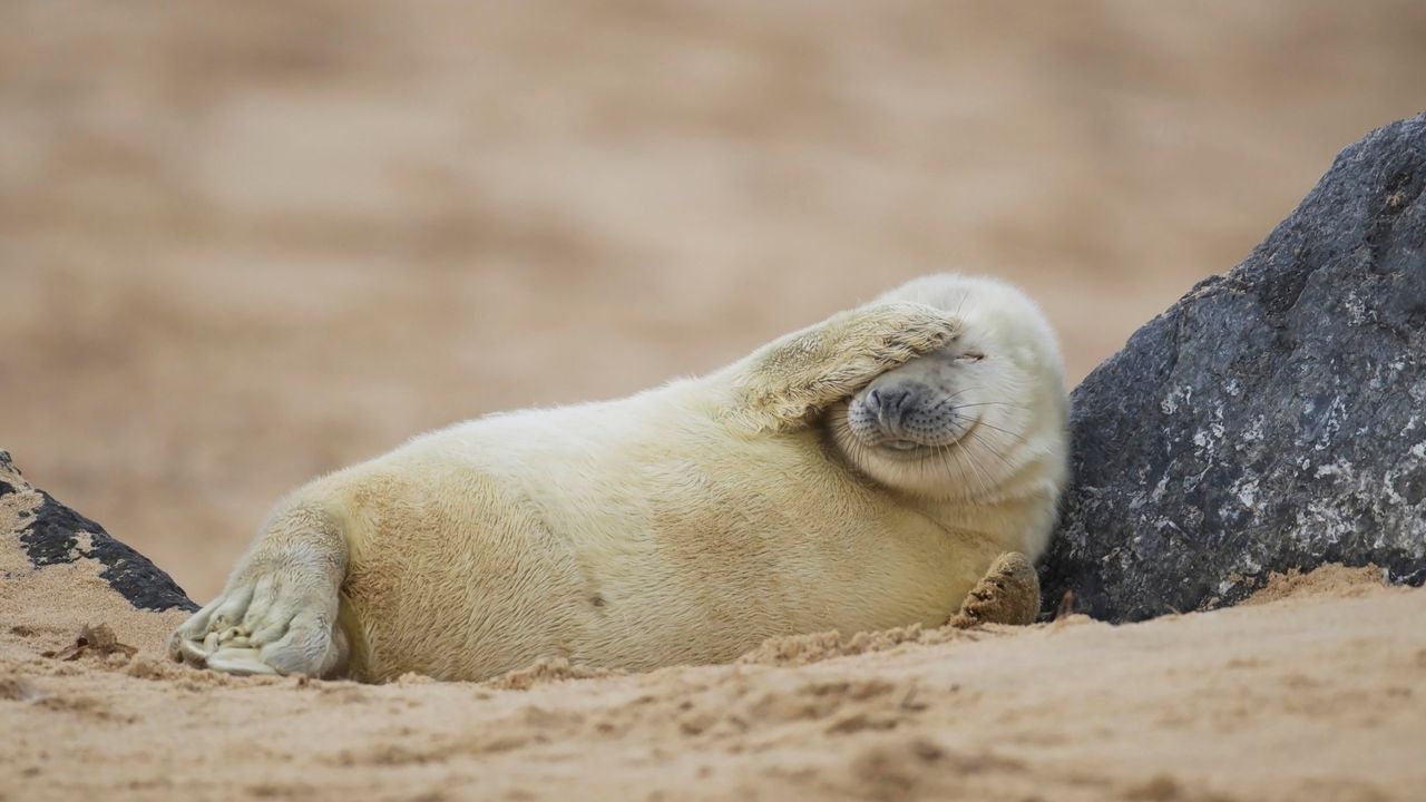White seal pup flippered facepalm, sandy beach