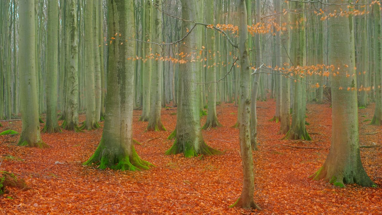 Rotbuchenwald im Nationalpark Jasmund, Rügen, Mecklenburg-Vorpommern