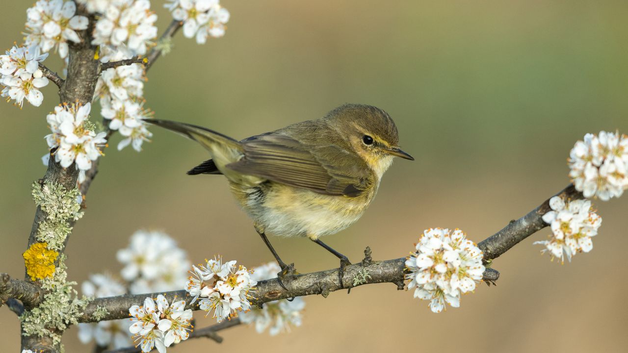 Common chiffchaff, Germany