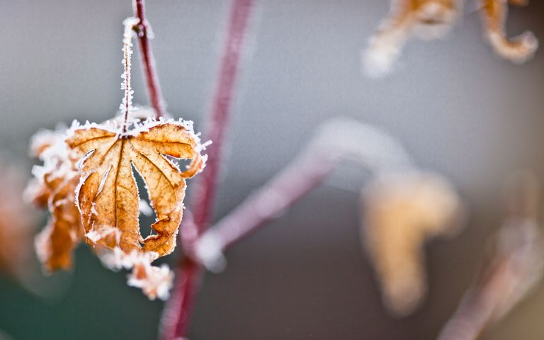 Frosty Art Windows 10 Theme