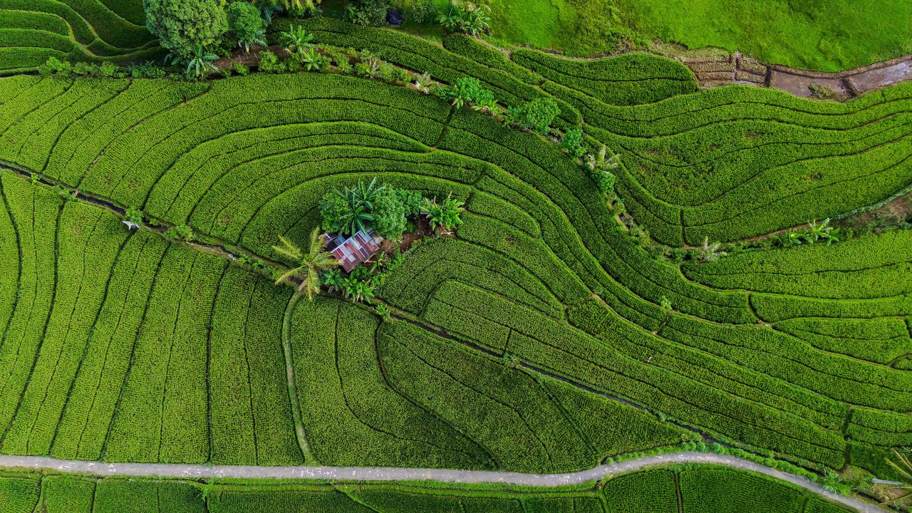 Green Terraced Rice Fields with Farm Hut