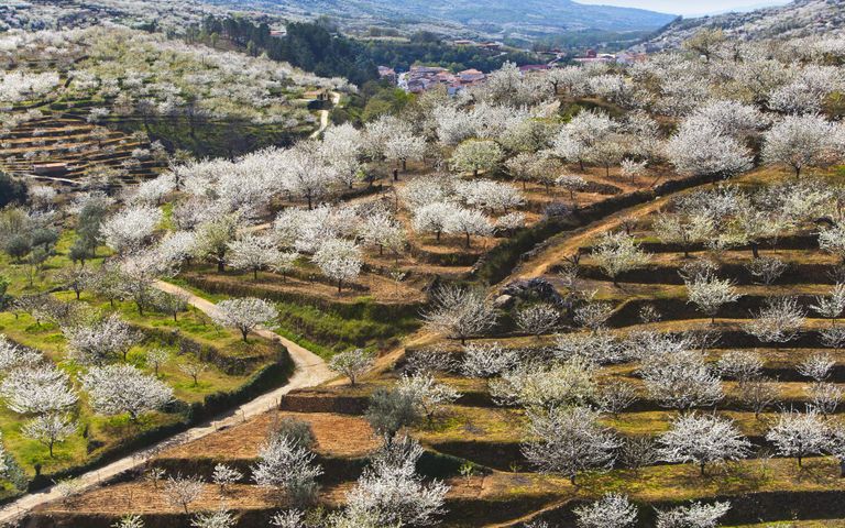 Cerezos en flor en el Valle del Jerte, provincia de Cáceres, Extremadura, España
