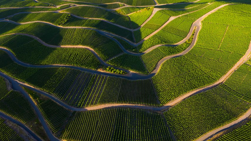 Vineyards in the Moselle Valley, Rhineland-Palatinate, Germany - Bing ...