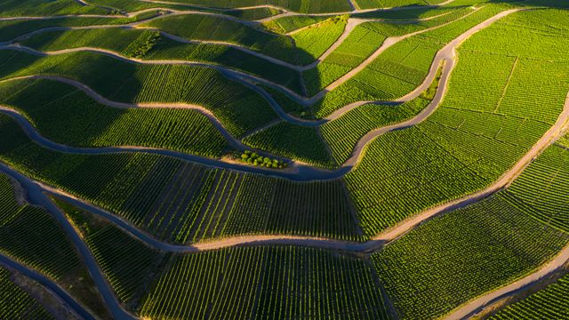 Weinberge im Moseltal, Rheinland-Pfalz