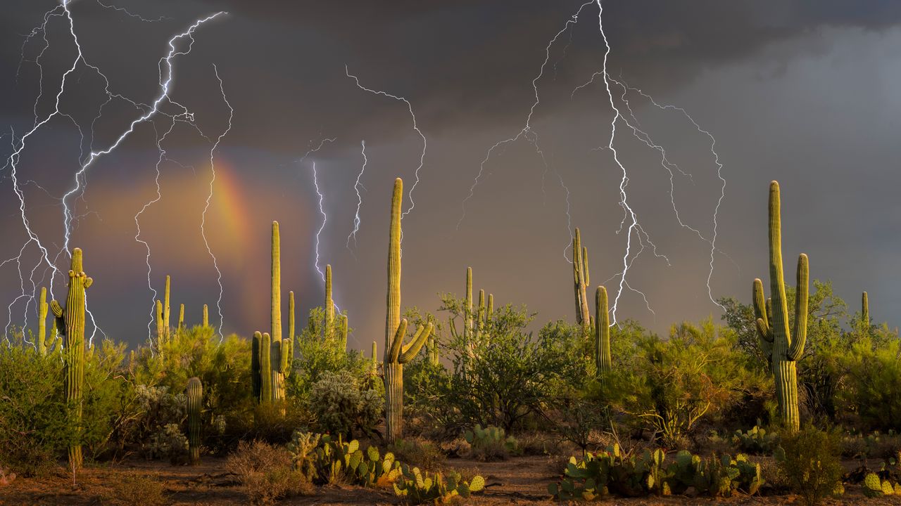 Lightning storm over saguaro cacti, Sonoran Desert, Arizona