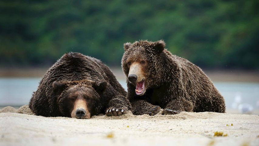 Brown bears in Katmai National Park and Preserve, Alaska