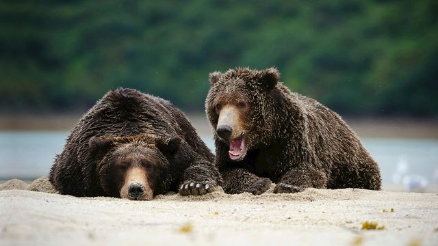 Brown bears in Katmai National Park, Alaska
