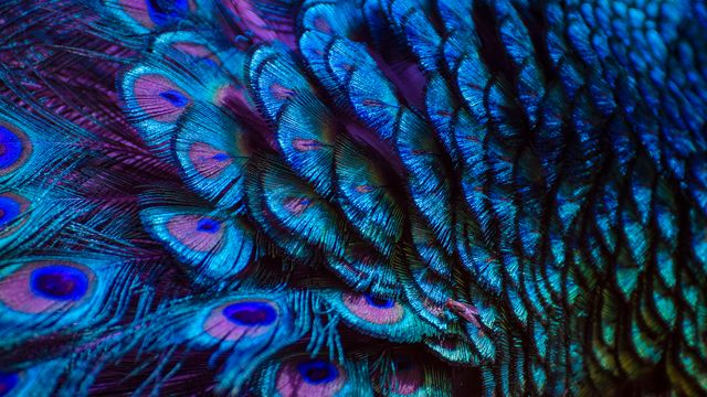 Plumes de paon
