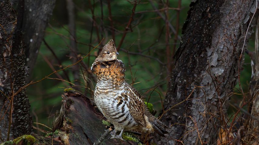 Ruffed grouse resting on a branch in Algonquin Provincial Park, Ont.