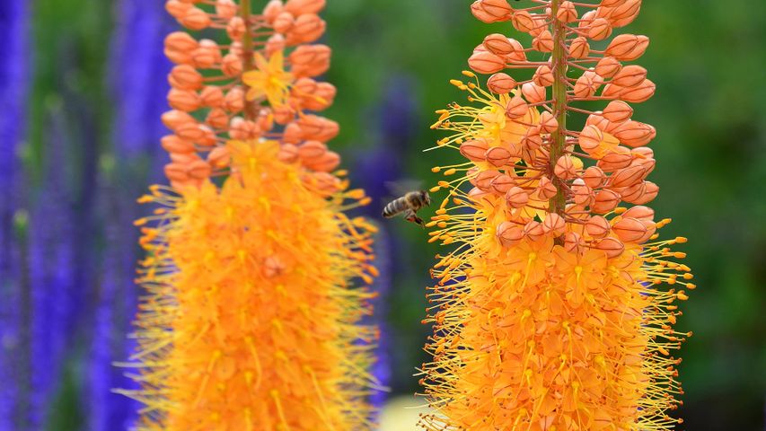 Biene im Anflug auf die Blüten einer Riesen-Steppenkerze, Bayreuth, Bayern, Deutschland 