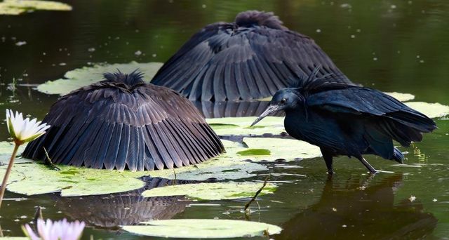 Black herons in the Moremi Game Reserve, Botswana