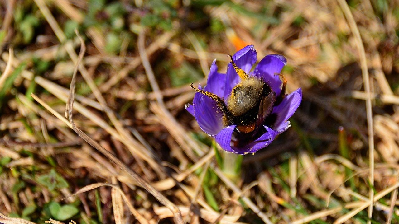Erdhummel in einem Frühlingskrokus, Almwiesen zwischen Mittenwald und Garmisch-Partenkirchen, Bayern, Deutschland