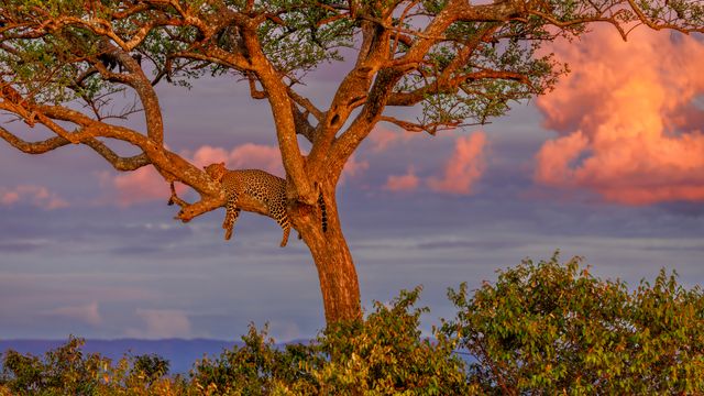 Leopard, der in einem Baum in der Savanne schläft, Masai‑Mara‑Nationalreservat, Kenia