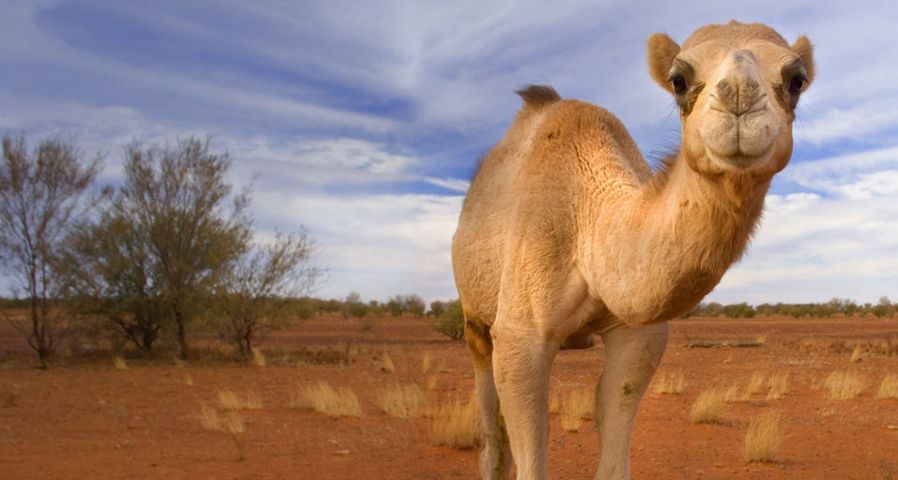 Camel wandering through the desert, Western Australia
