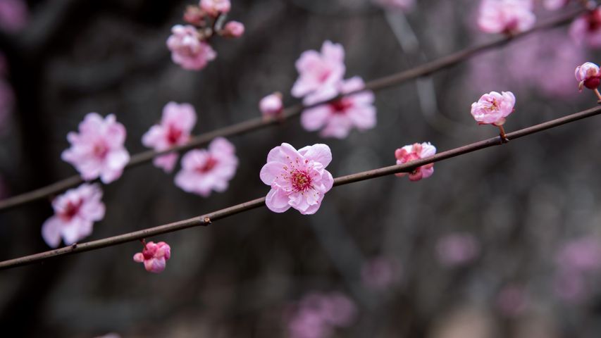 Plum blossoms, China