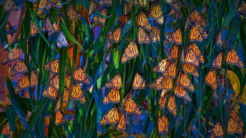 Borboletas-monarca em Pismo Beach, na Califórnia, nos EUA