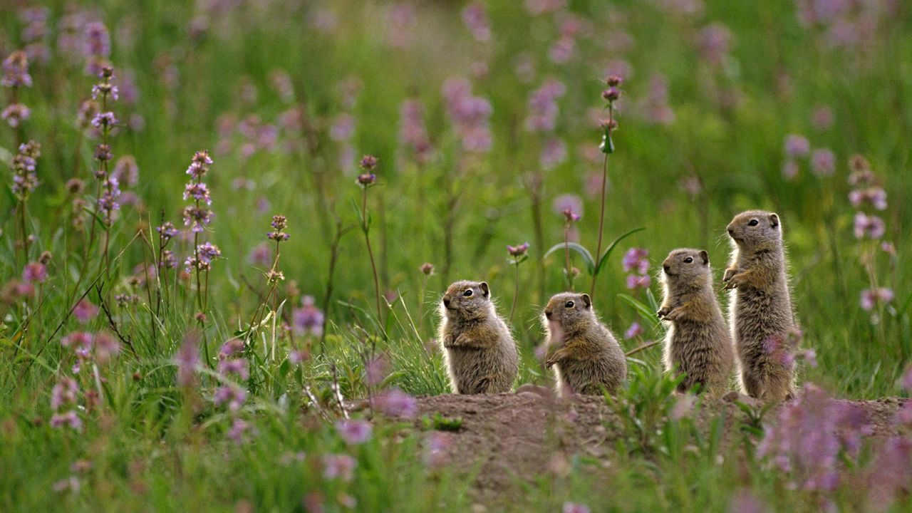 Uinta ground squirrels at Tower Fall Campground in Yellowstone National Park, Wyoming 