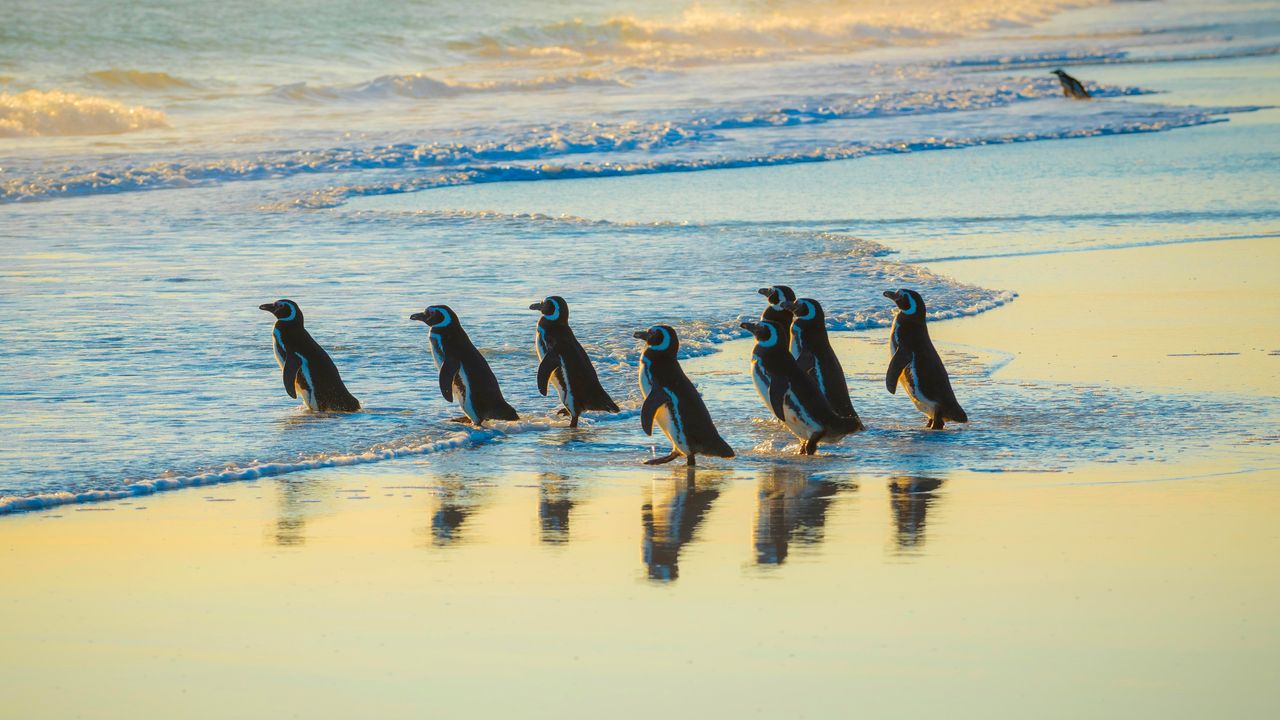 Pinguini di Magellano, Volunteer Point, Isole Falkland