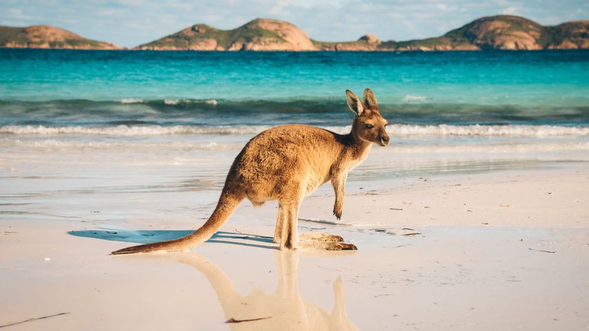 A kangaroo's beach day