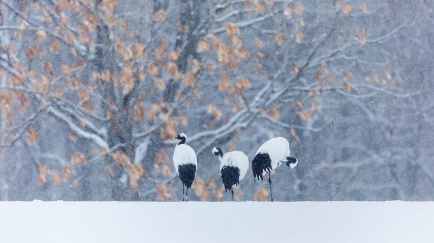 行走在雪地中的丹顶鹤