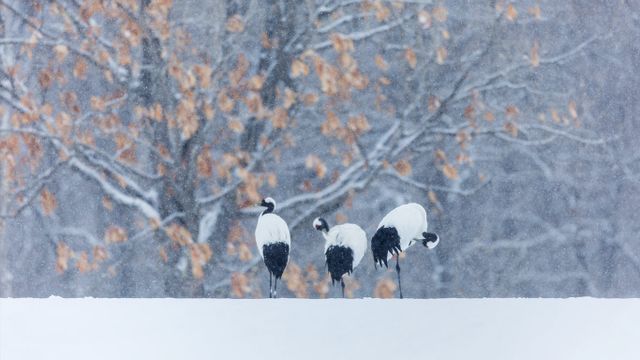 行走在雪地中的丹顶鹤